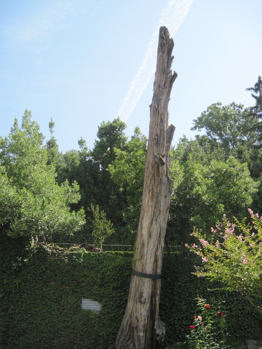 85-Alhambra- Tronco del cipresso della sultana o corte dei cipressi